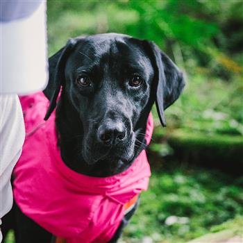 春季宠物户外雨披，中大型犬宠物雨衣轻薄透气款雨衣-玫红色-XL码