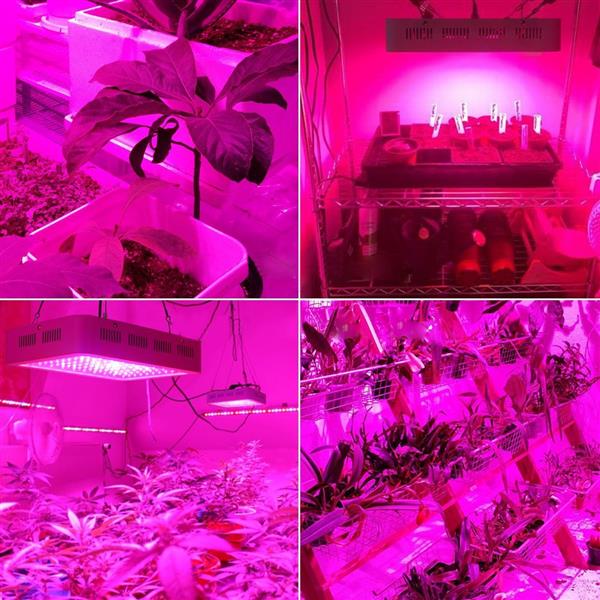 双芯片2000W LED植物生长灯 全光谱植物补光灯-12