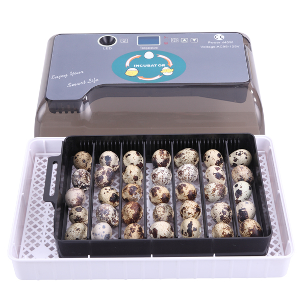 美规 孵化器 110V 40W 单电源全自动带照蛋器注水器 ABS 灰色 一次性孵化12枚-33