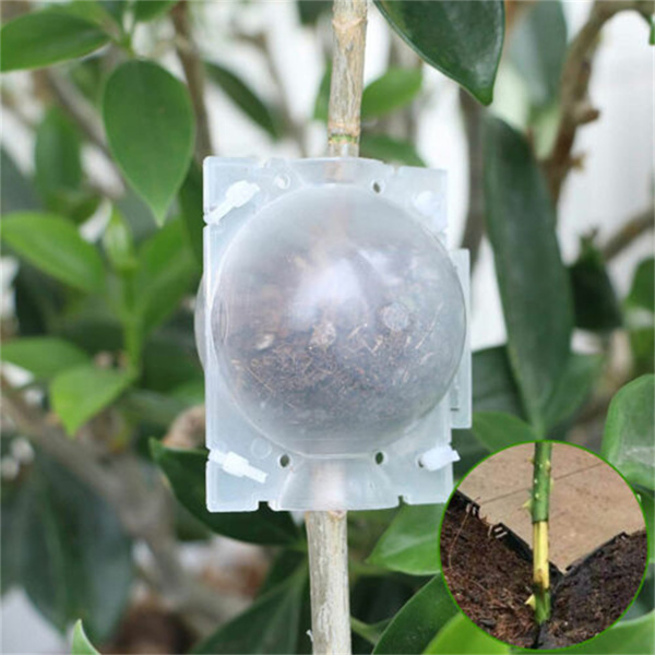 植物繁殖盒扦插嫁接生根盒生根繁殖器繁殖球 小号/ 透明 1个 (周末不发货)-15