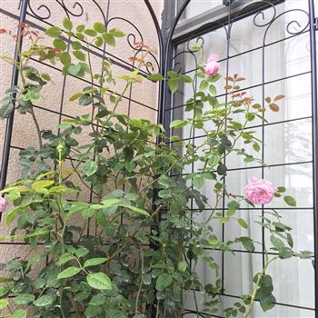 2 件装金属花园棚架，适用于户外攀缘植物，86.7 英寸 x 19.7 英寸，防锈植物支撑玫瑰棚架网架，黑色