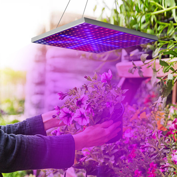 LED 植物生长灯 全光谱悬挂式 225 个 LED 植物生长灯 适用于温室多肉植物和花卉苗木的室内生长灯（15 W LEDs）-2