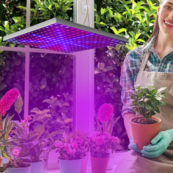 LED 植物生长灯 全光谱悬挂式 225 个 LED 植物生长灯 适用于温室多肉植物和花卉苗木的室内生长灯（15 W LEDs）-6