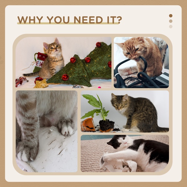 猫树（周末不发货）（ Amazon Shipping）（WalMart禁售）-2