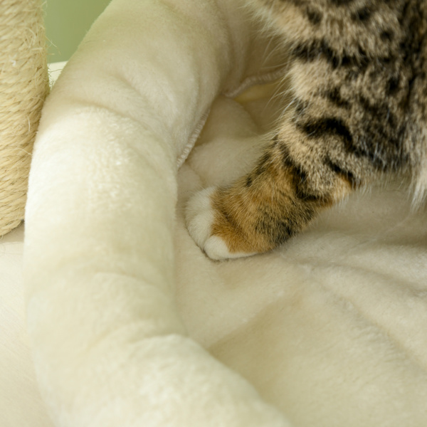 猫树/猫架（周末不发货）（ Amazon Shipping）（WalMart禁售）-6