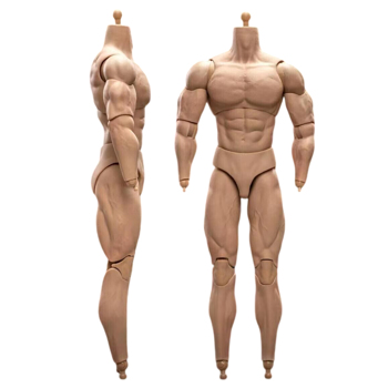 1/6 比例 BD003 肌肉发达男性可动人偶身体，适用于 12 英寸 Hot Toy 士兵头部